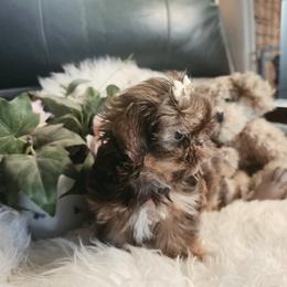 Mocha - Chocolate and tan female Shih Tzu puppy in Center Point, Iowa from Puppies in a Box Shih tzus