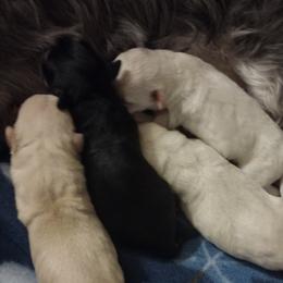 Miniature Schnauzer puppies from Pea Patch Schnauzers