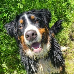 Bernese Mountain Dogs from Soggy Bottom Bernese