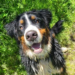 Bernese Mountain Dogs from Soggy Bottom Bernese