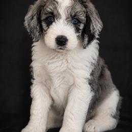 Bernedoodle, Goldendoodle, and Poodle Puppies from Gentle Paw Goldendoodles