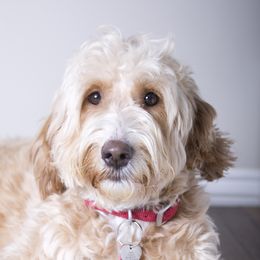 Hazel - Goldendoodle