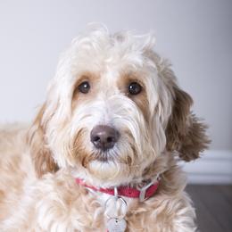 Hazel - Goldendoodle