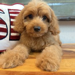 Cavapoo Puppies from Doodles of Central Texas