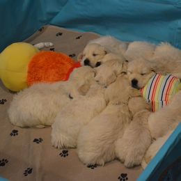 Golden Retriever Puppies from Starbrite Golden Retrievers