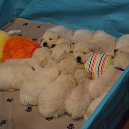 Golden Retriever Puppies from Starbrite Golden Retrievers