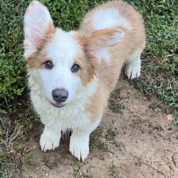 Pembroke Welsh Corgis from Bestfurends