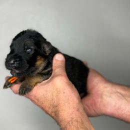 Marvin - Black and red male German Shepherd puppy in Florida from Best Shepherds
