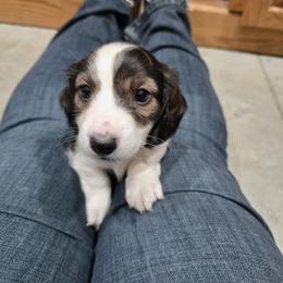 Long Brindle Pie - Brindle male Dachshund puppy in Great Falls, Montana from Green Dragon Kennel