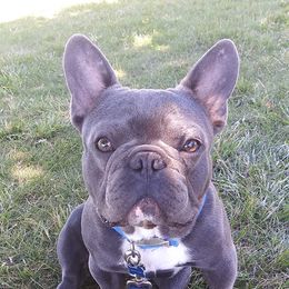 Gurgi - French Bulldog