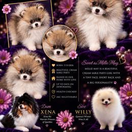 Daisy - Cream sable parti female Pomeranian puppy in North Port, Florida from POMRITA POM’S