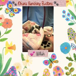 Boston Terrier Puppies from Ohana Sunshine Bostons