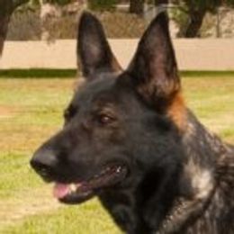 German Shepherd All Grown Up from Typecast GSD’s