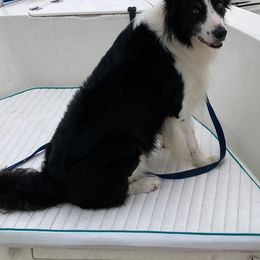 Border Collies from Odin & Freya