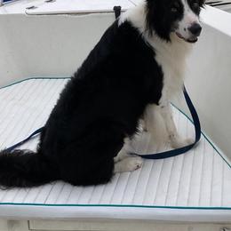Border Collies from Odin & Freya