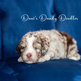 Pumpkin Spice - Red merle female Aussiedoodle puppy in Roebuck, South Carolina from Dani's Dandy Doodles