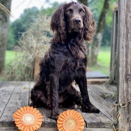 Gunner - Boykin Spaniel