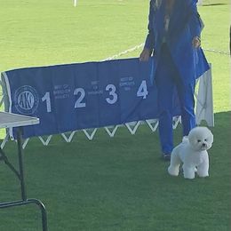 Bichon Frise and Poodle Puppies from Amber's Bichon Frise and Poodles