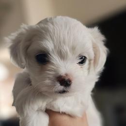LITTLE BROWN - White male Maltese puppy in Victoville, California from T&C Maltese