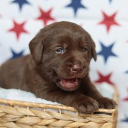 Oakley - Chocolate male Labrador Retriever puppy in Williamston, South Carolina from Dutton Dog Co & Dalla Grazia Doberman
