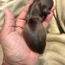 Boy 2 - Sable and white male Shih Tzu puppy in Hudson, Florida from My Boujee Shih Tzu Life