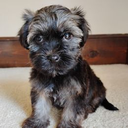 Mica - Red sable male Havanese puppy in Kinston, North Carolina from Court Jester Havanese and Prissy Diva Russian Salon Dogs