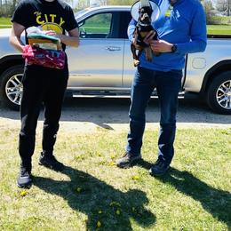 Doberman Pinscher Puppies from Jensen Dobermans