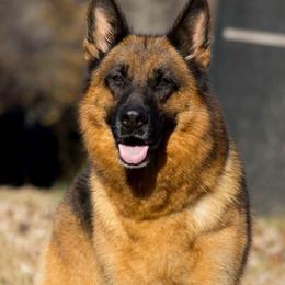Qiwi - German Shepherd
