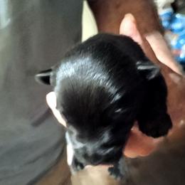 Blk Female 3 - Black female Scottish Terrier puppy in Smiths Grove, Kentucky from Moore's We Little Farm AKC Scotties