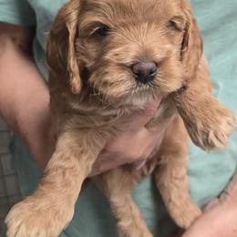 My Melody - Red female Cockapoo puppy in Conklin, Michigan from Lake Michigan Couture Cavapoos & Cockapoos