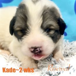 KADE Orange collar male - White and badger male Great Pyrenees puppy in Fair Grove, Missouri from Allen Wags & Woolies