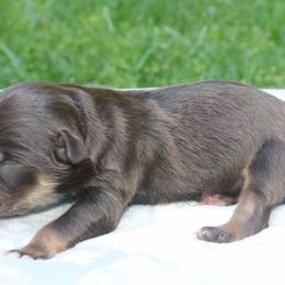 Hue - Red tri-color male Australian Shepherd puppy in Macon, Georgia from Shaina’s Shepherds