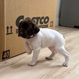 Purple girl - White and liver female German Shorthaired Pointer puppy in Escalon, California from Valley Pointers