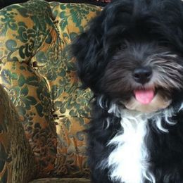 Biewer Terriers and Havanese from Cavalli Havanese and Biewer
