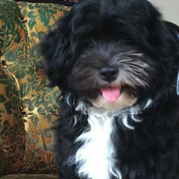 Biewer Terriers and Havanese from Cavalli Havanese and Biewer