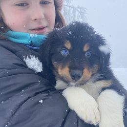 Australian Shepherd Puppies from NEK Aussies