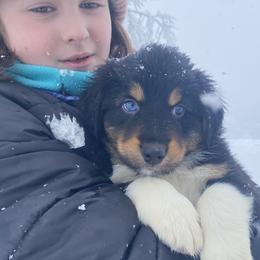 Australian Shepherd Puppies from NEK Aussies