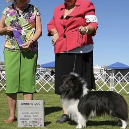 Shetland Sheepdogs from Daedream Shelties
