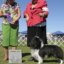 Shetland Sheepdogs from Daedream Shelties