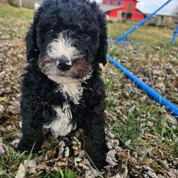 Red collar - Tri-color female Bernedoodle puppy in Shelby, North Carolina from Forever Grateful Doodles