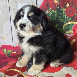 Boy 4 - Black tri-color male Australian Shepherd puppy in Lakeland, Florida from Diamond P Australian Shepherds