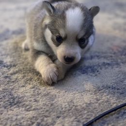Pomsky puppies from Snow Shark Pomskys