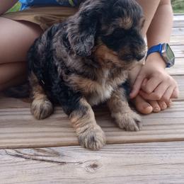 Hamilton - Merle male Bernedoodle puppy in Woodland, Georgia from Bethel Doodle Ranch