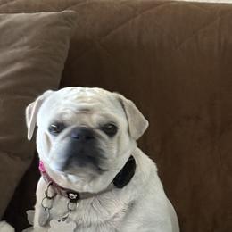 Pugs from Jacobson’s Sassy Pugs