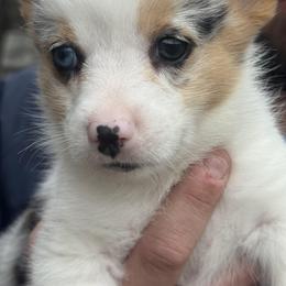 American Corgi and Pembroke Welsh Corgi Puppies from Woodwick Corgis