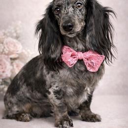 Nymeria - Dachshund