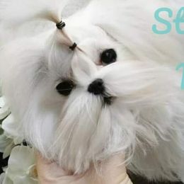 Tais - Maltese
