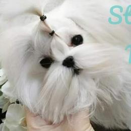 Tais - Maltese