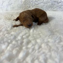 Winnie - Red  female Goldendoodle puppy in Wever, Iowa from JK Royal Lines