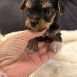 Berry - Black and tan female Yorkshire Terrier puppy in San Antonio, Texas from Sweet as dessert puppies